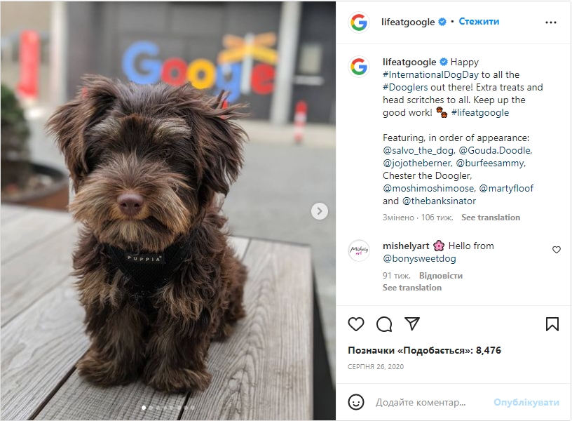 Google : домашние животные в офисе 11 Google : домашние животные в офисе