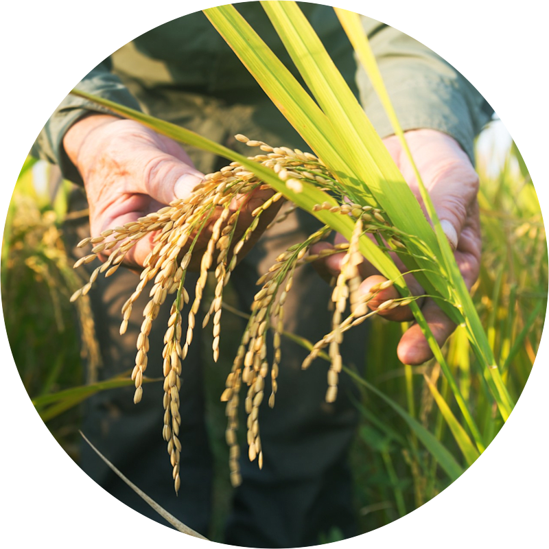 AgroSpred_960_image_3_nnu83o