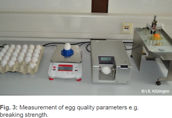 Eggshell quality during the production cycle – How to maintain high ...