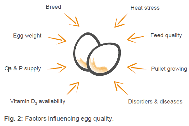 Eggshell quality during the production cycle – How to maintain high ...