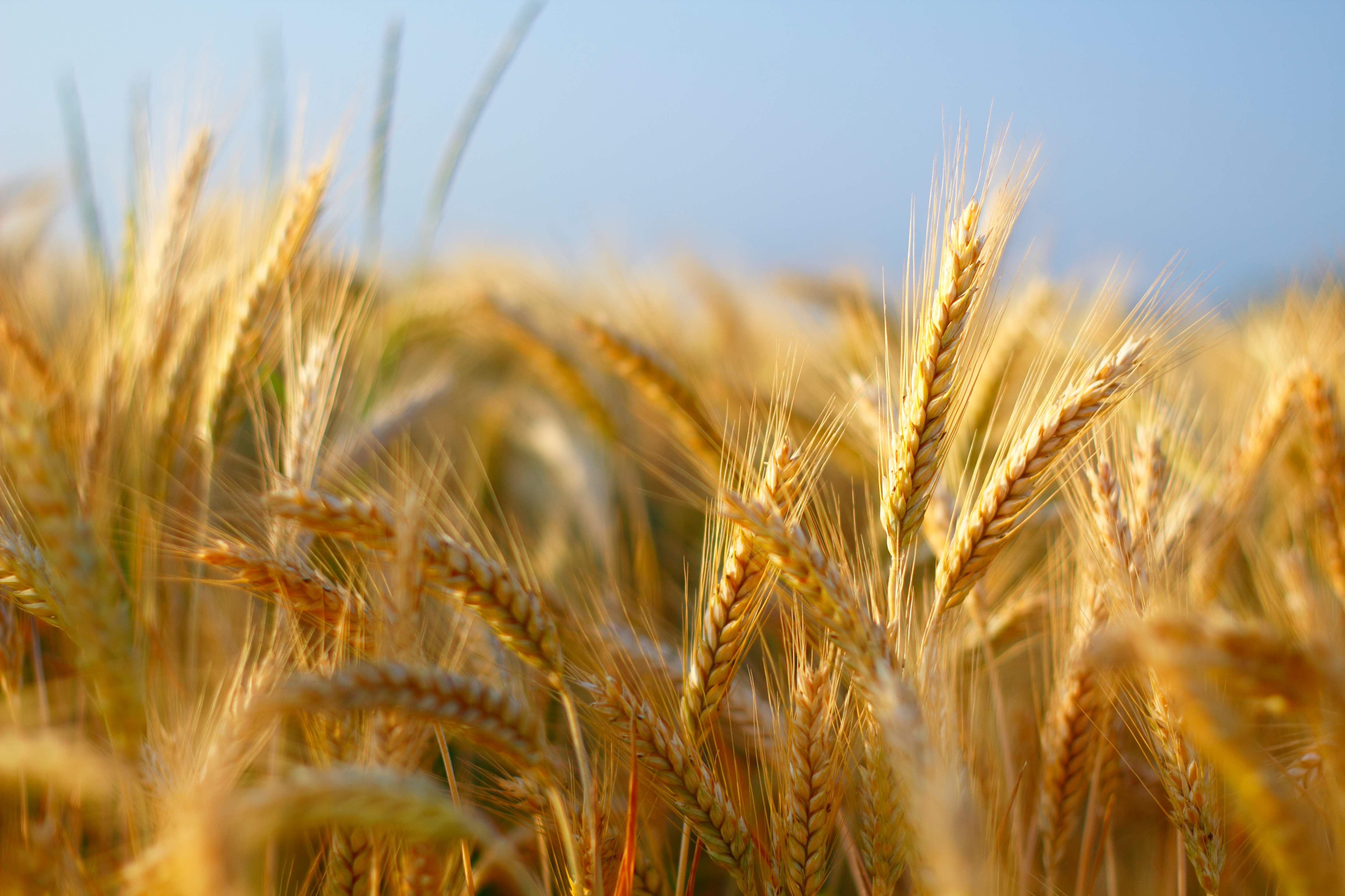 wheat_GettyImages-182865379