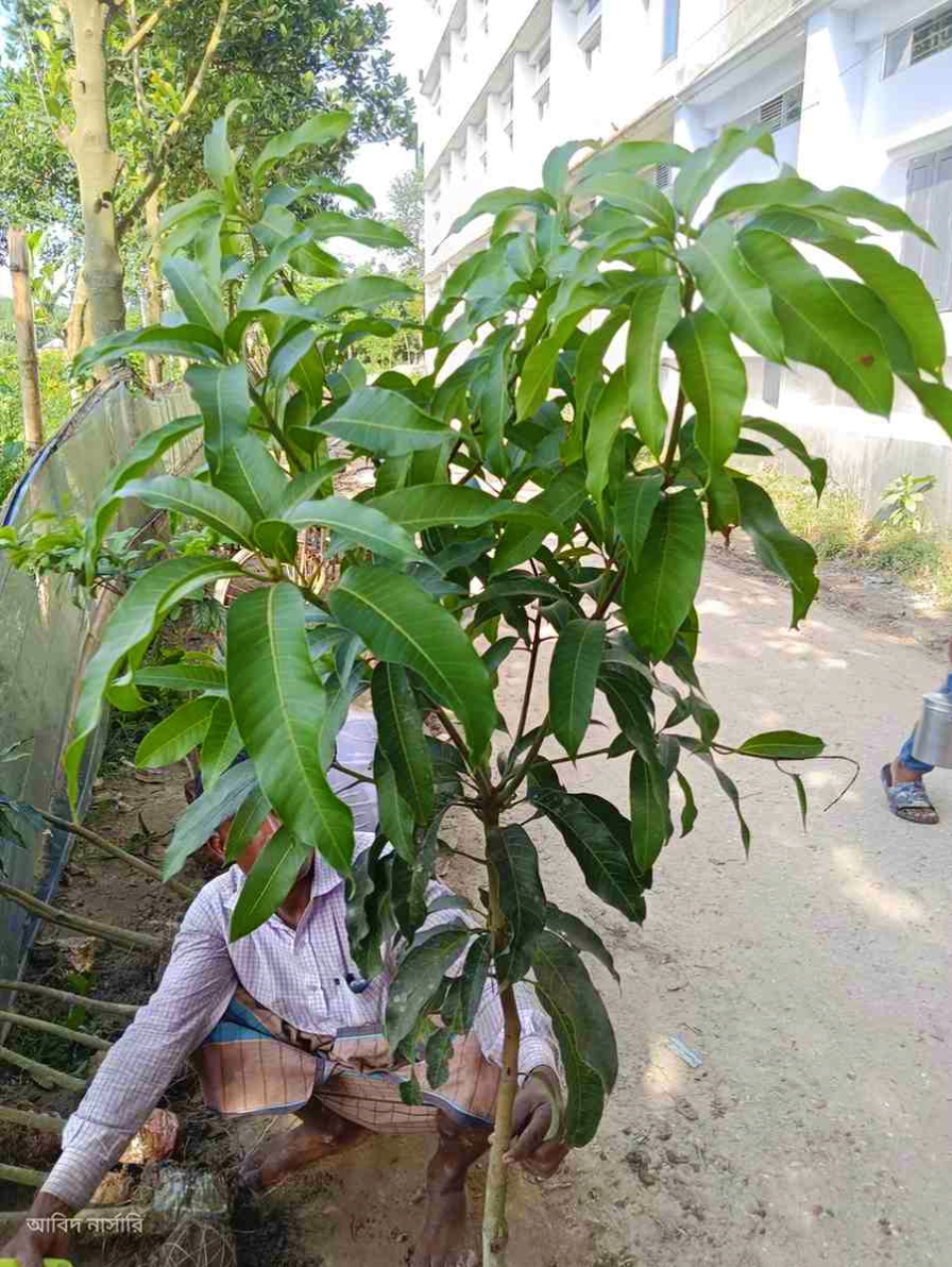 আম্রপালি আম চারা (কলম চারা)