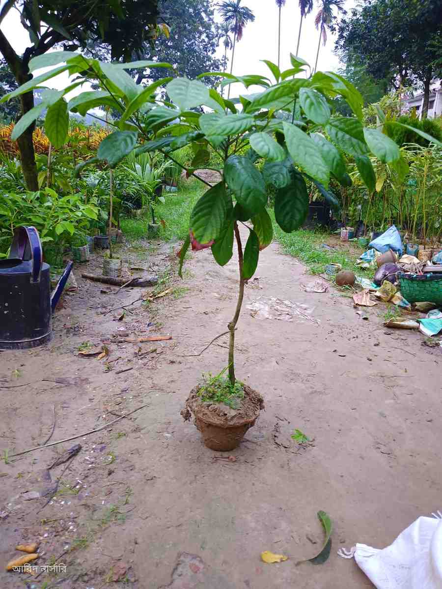 থাই লটকন গাছ 