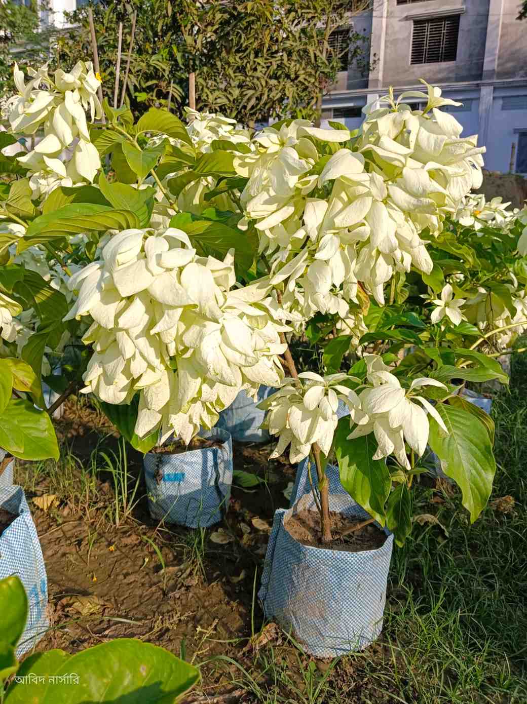 মৌচান্ডা ফুল গাছ 