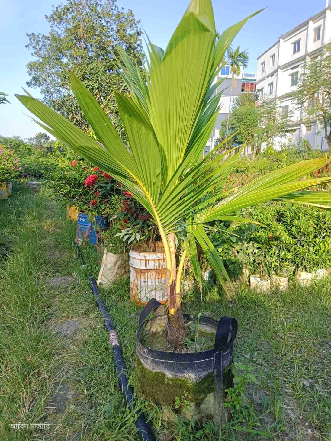 নারিকেল চরা গাছ 