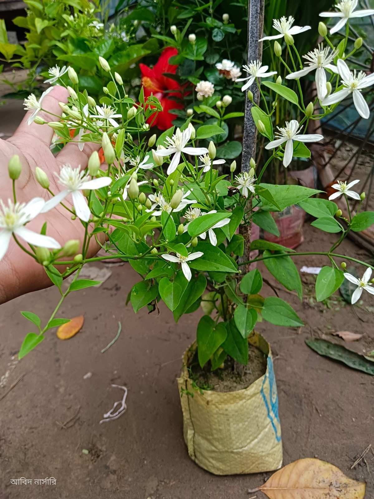 অ্যারোমেটিক জুই ফুল গাছ 