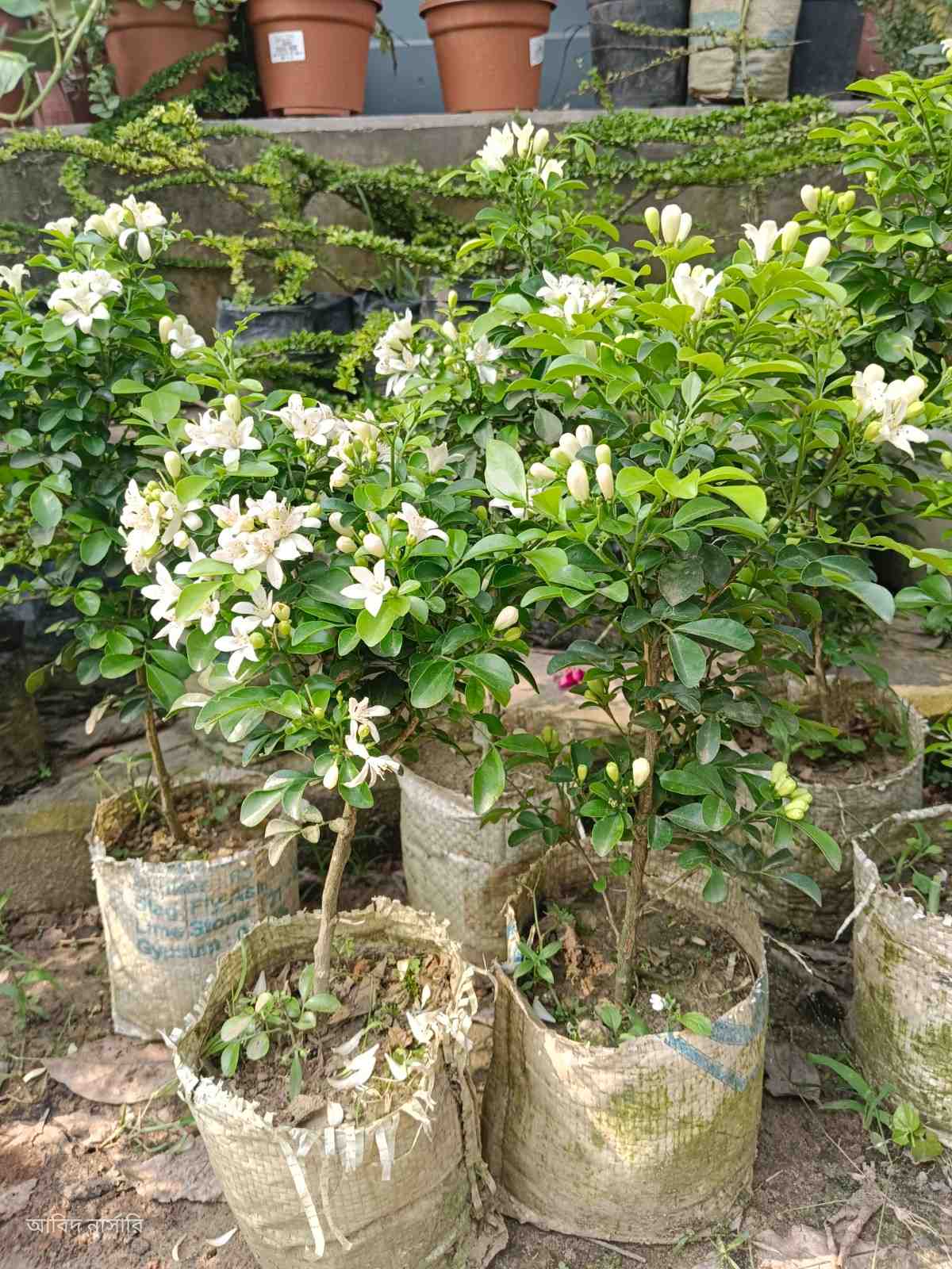 গোলাপি পদ্ম
