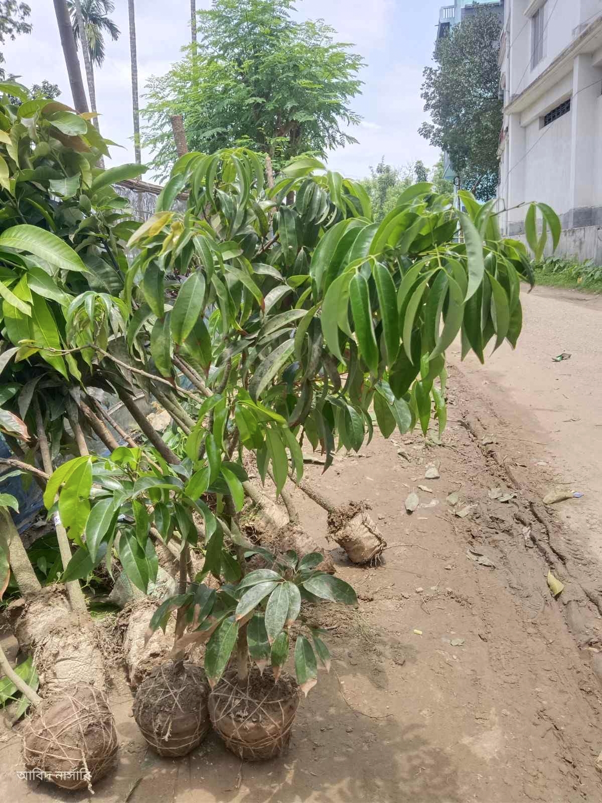চায়না থ্রি লিচু গাছ 