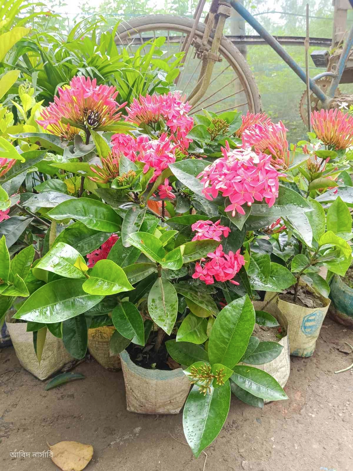 হাইব্রিড রঙ্গন ফুল গাছ।