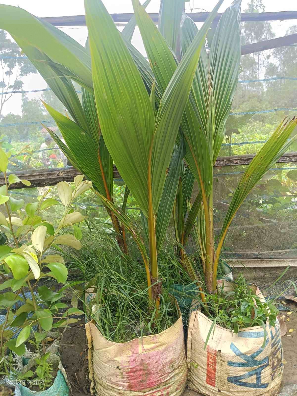 হাইব্রিড জাতের নারিকেল গাছ 