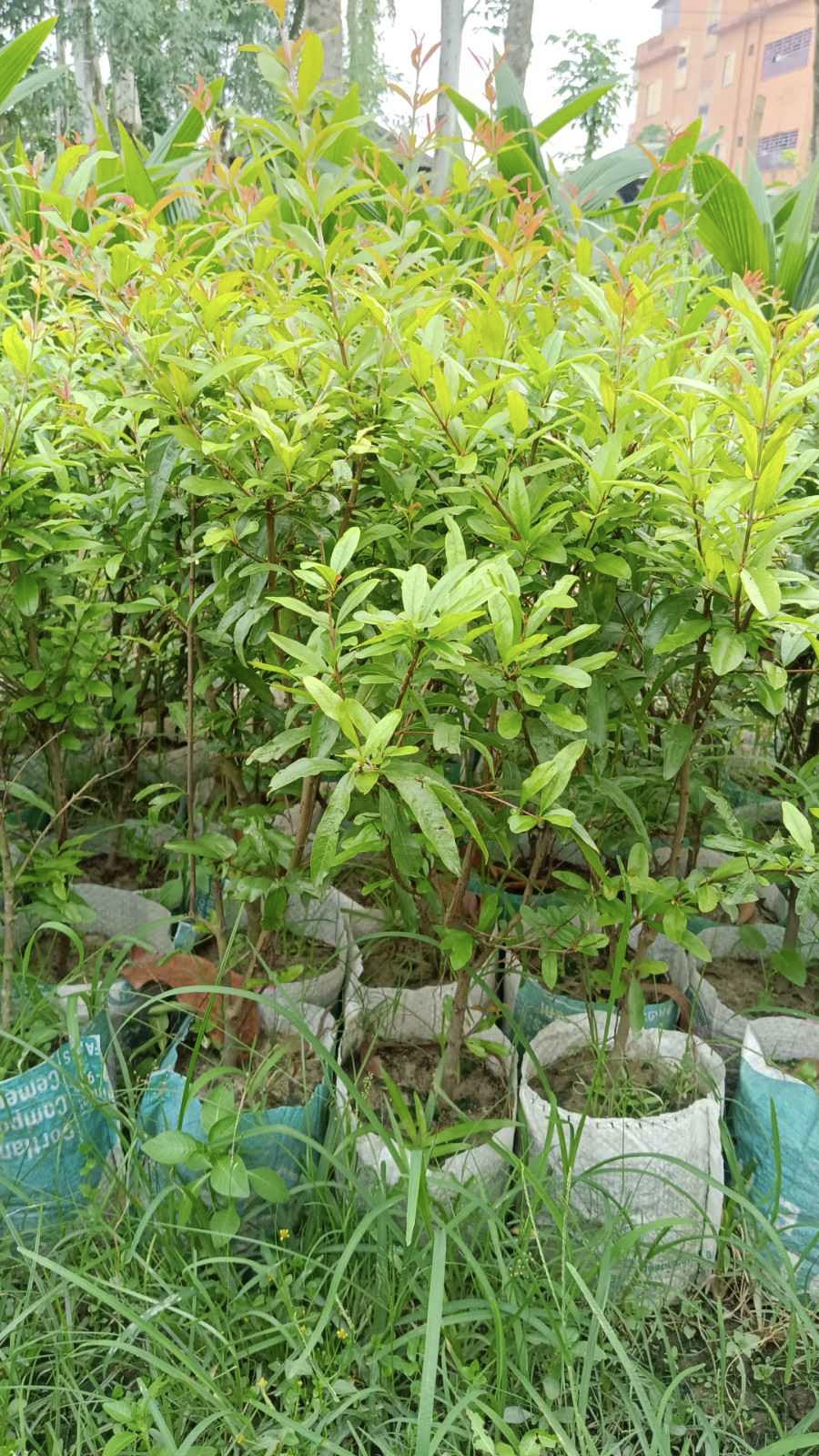 আনার গাছ 