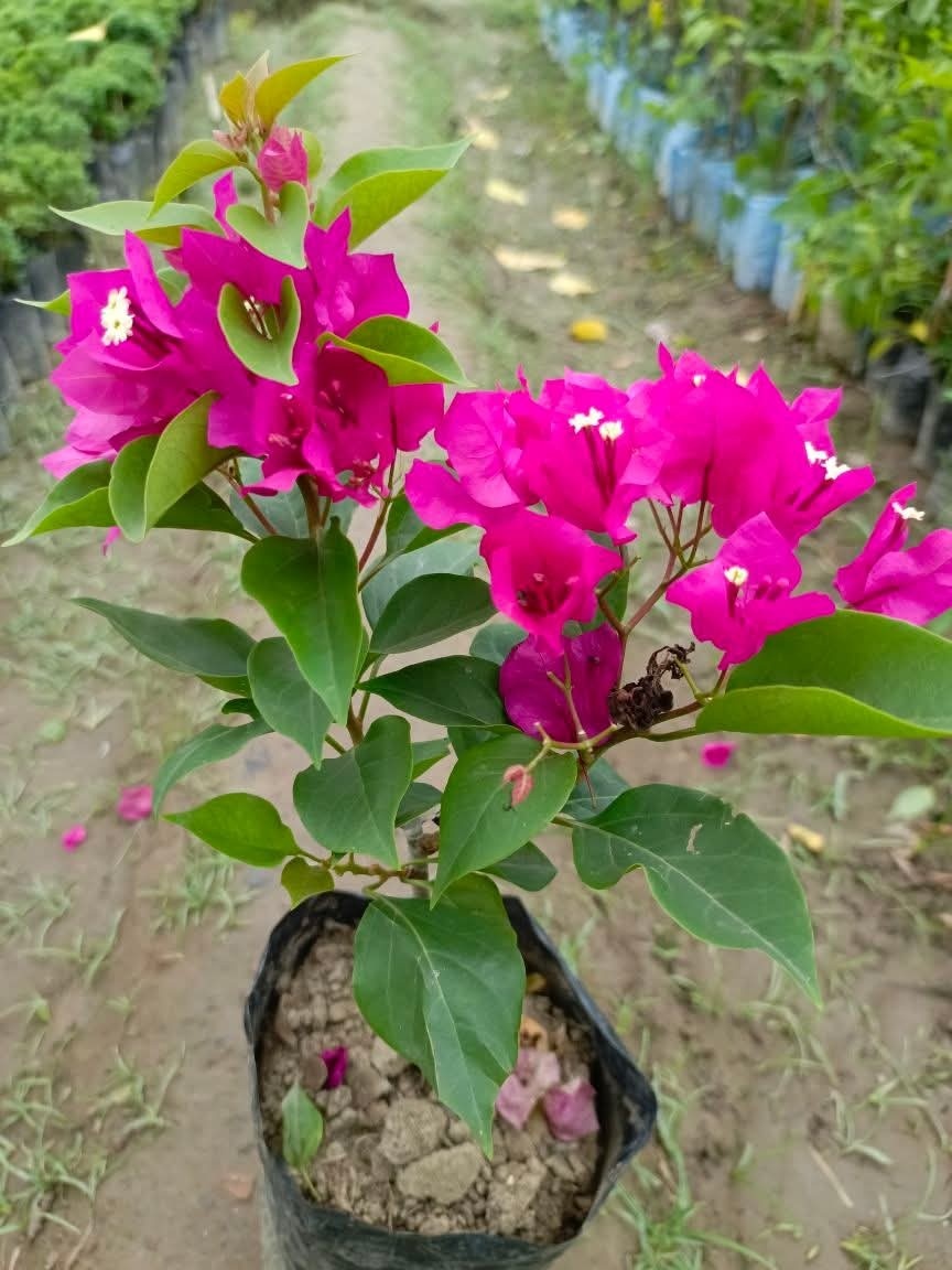 বাগান বিলাস