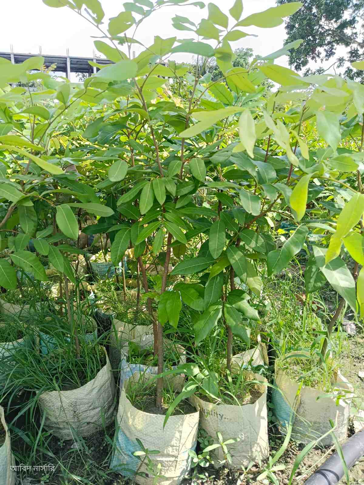 থাই লংগান গাছ 