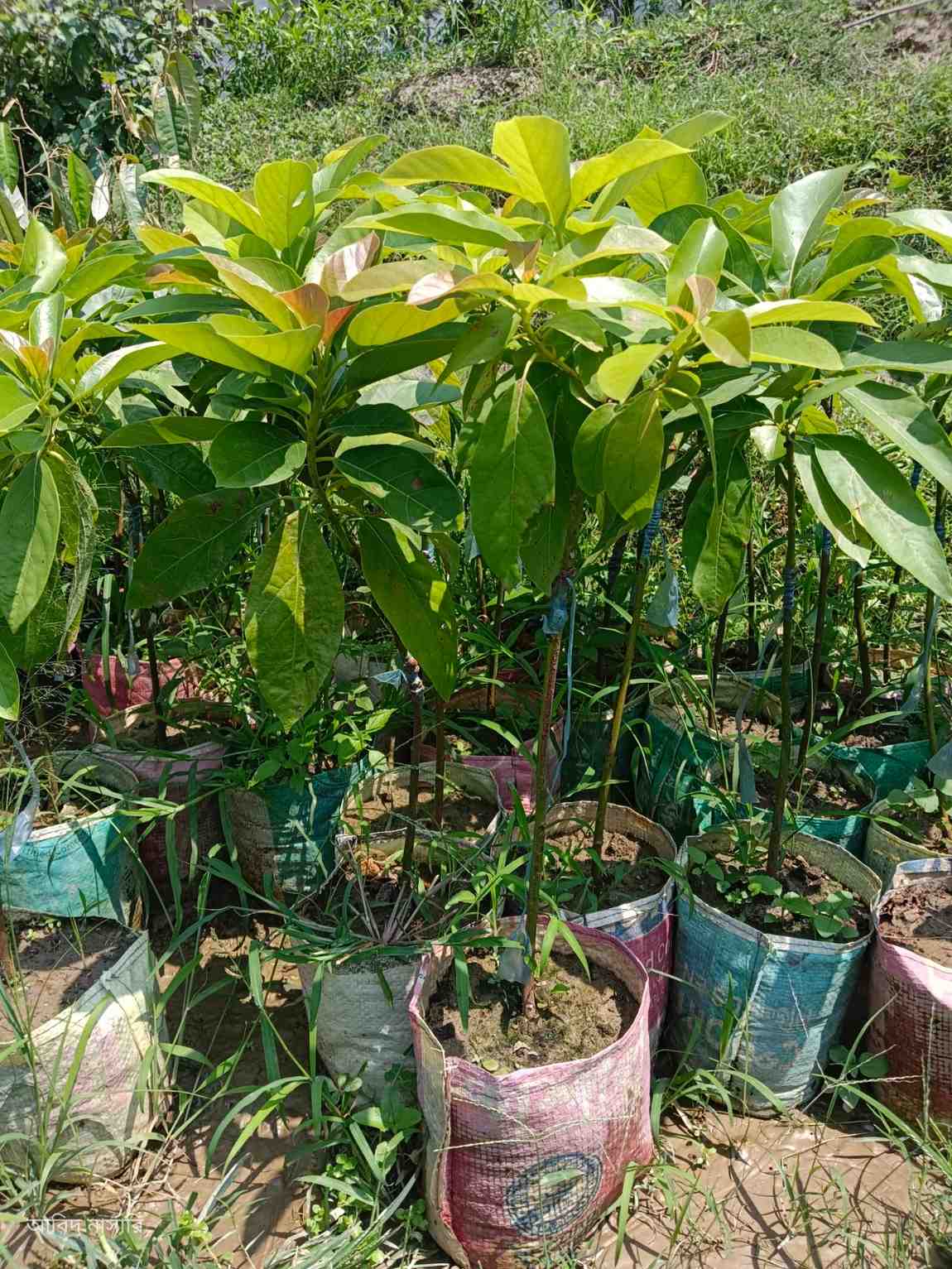 অ্যাভোকাডো