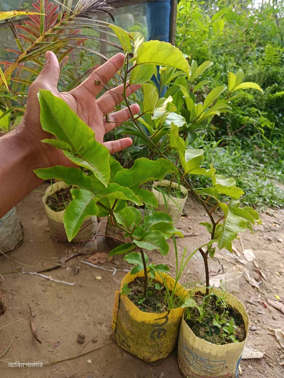 প্যাশন ফল