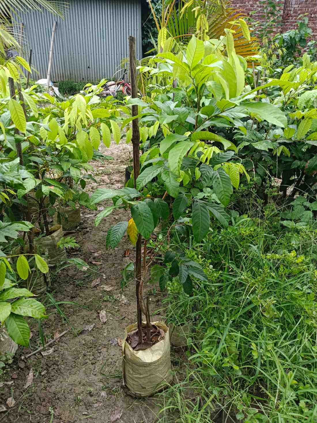 রাম্বুটান