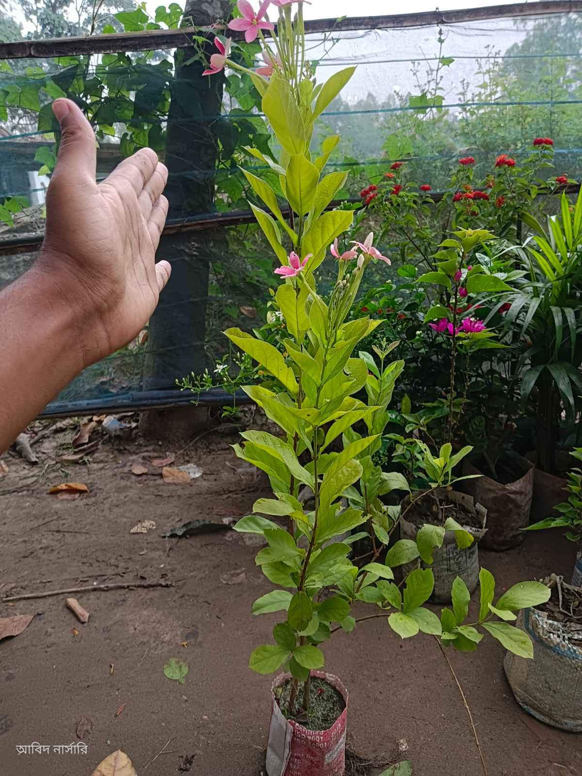 মাধবীলতা ফুল গাছ।