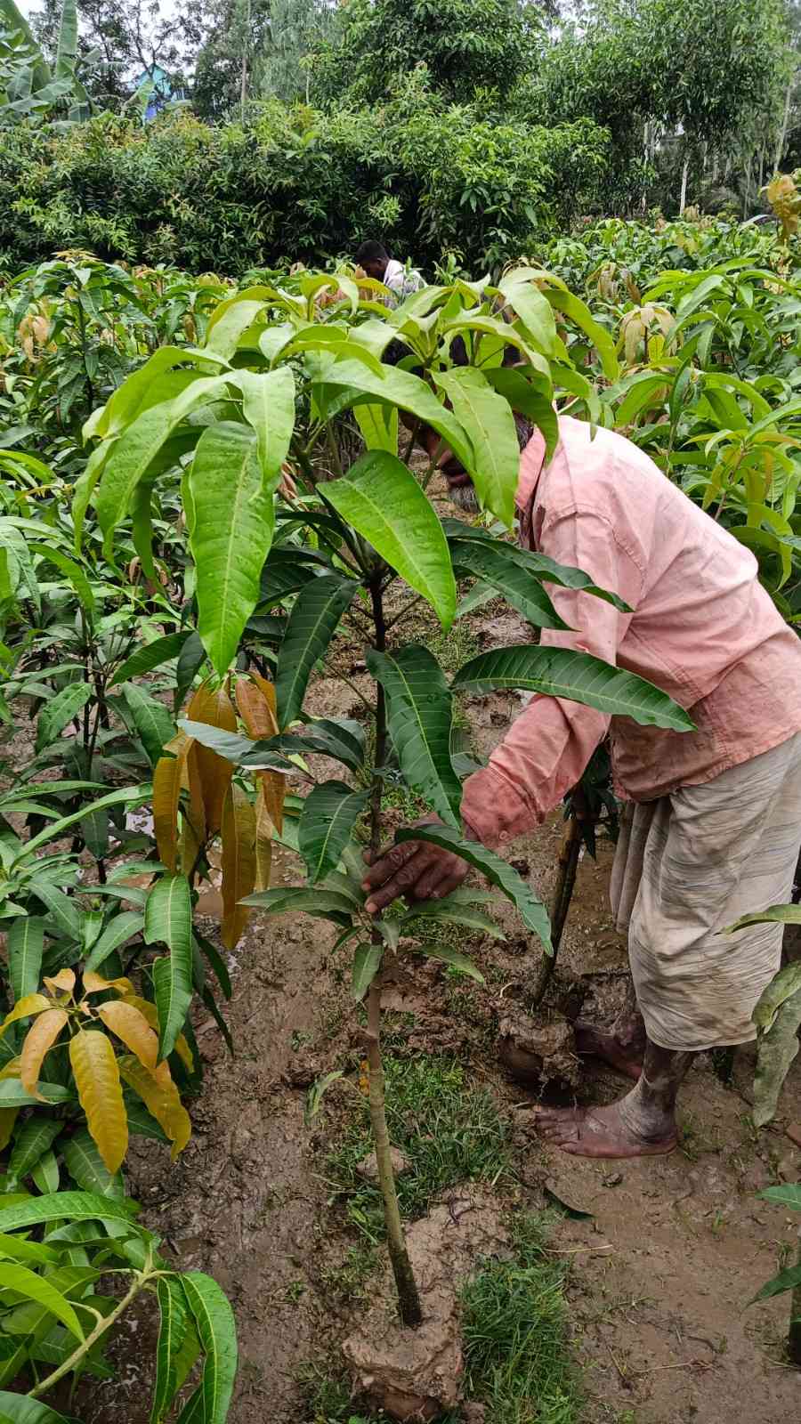 আমেরিকান রেড পাল্মার আম গাছ।