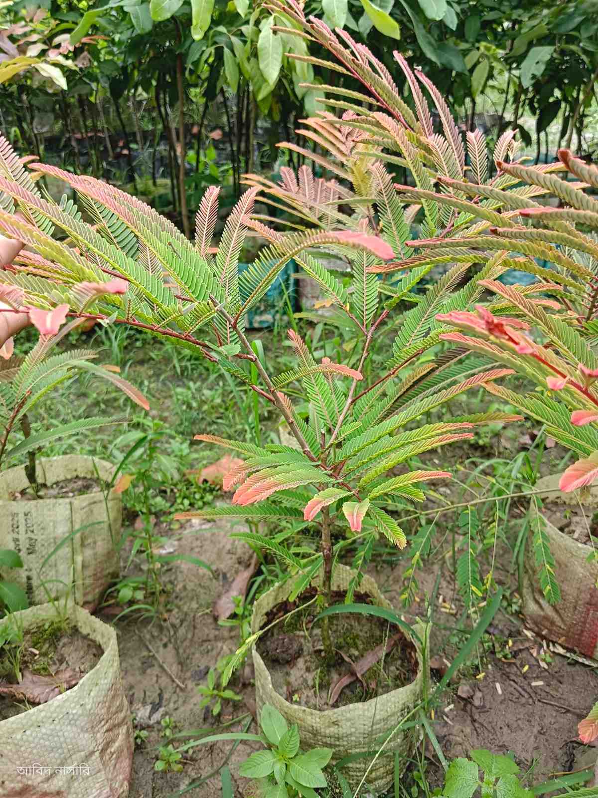 আমলকি গাছ