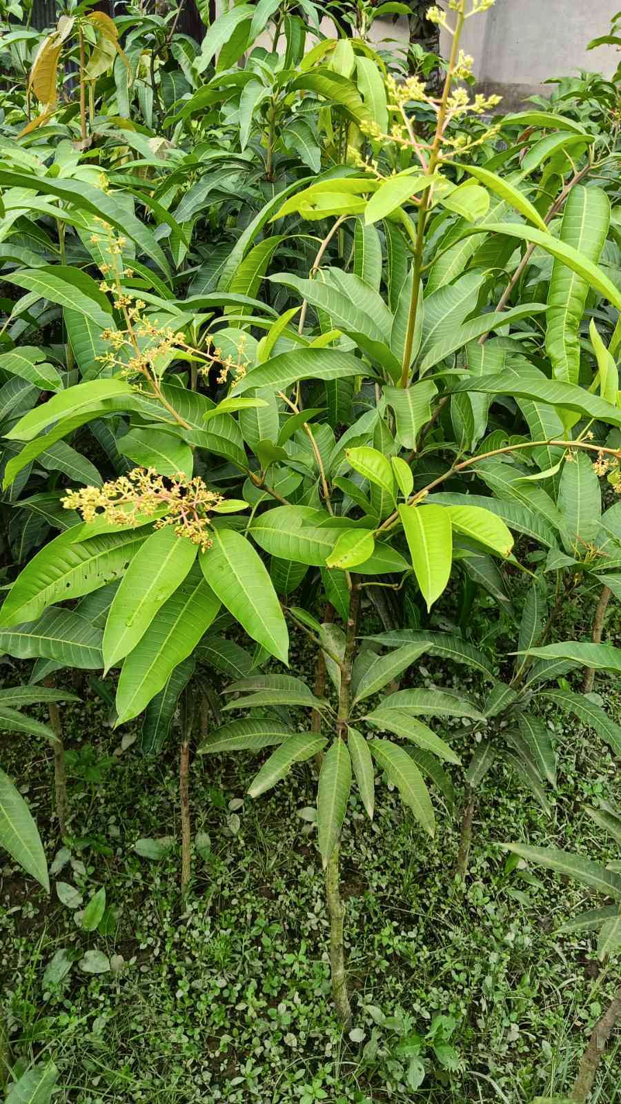 বারোমাসি বারি ১১