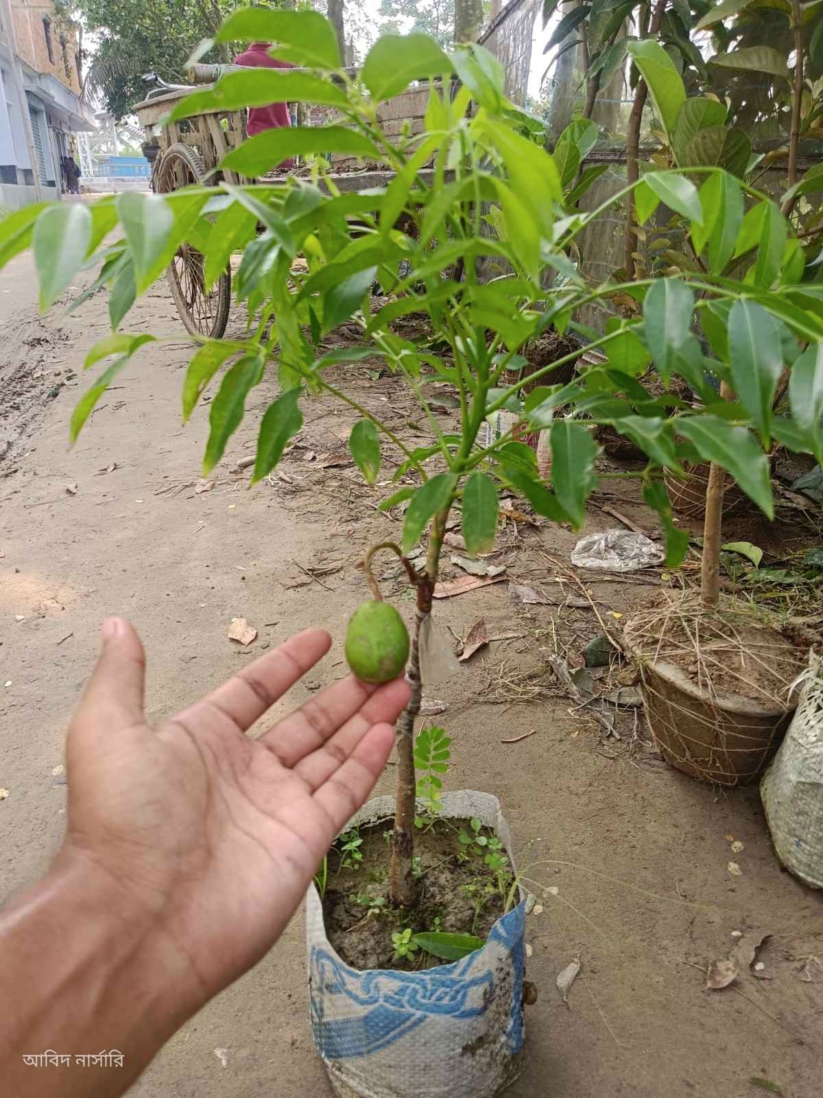 আমড়া গাছ 
