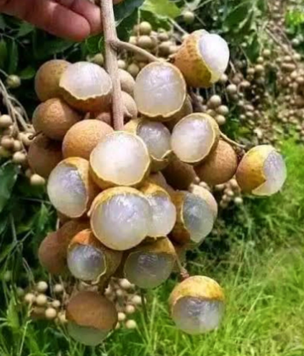 থাই লংগান গাছ 