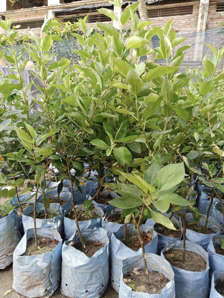 আপেল গাছ 