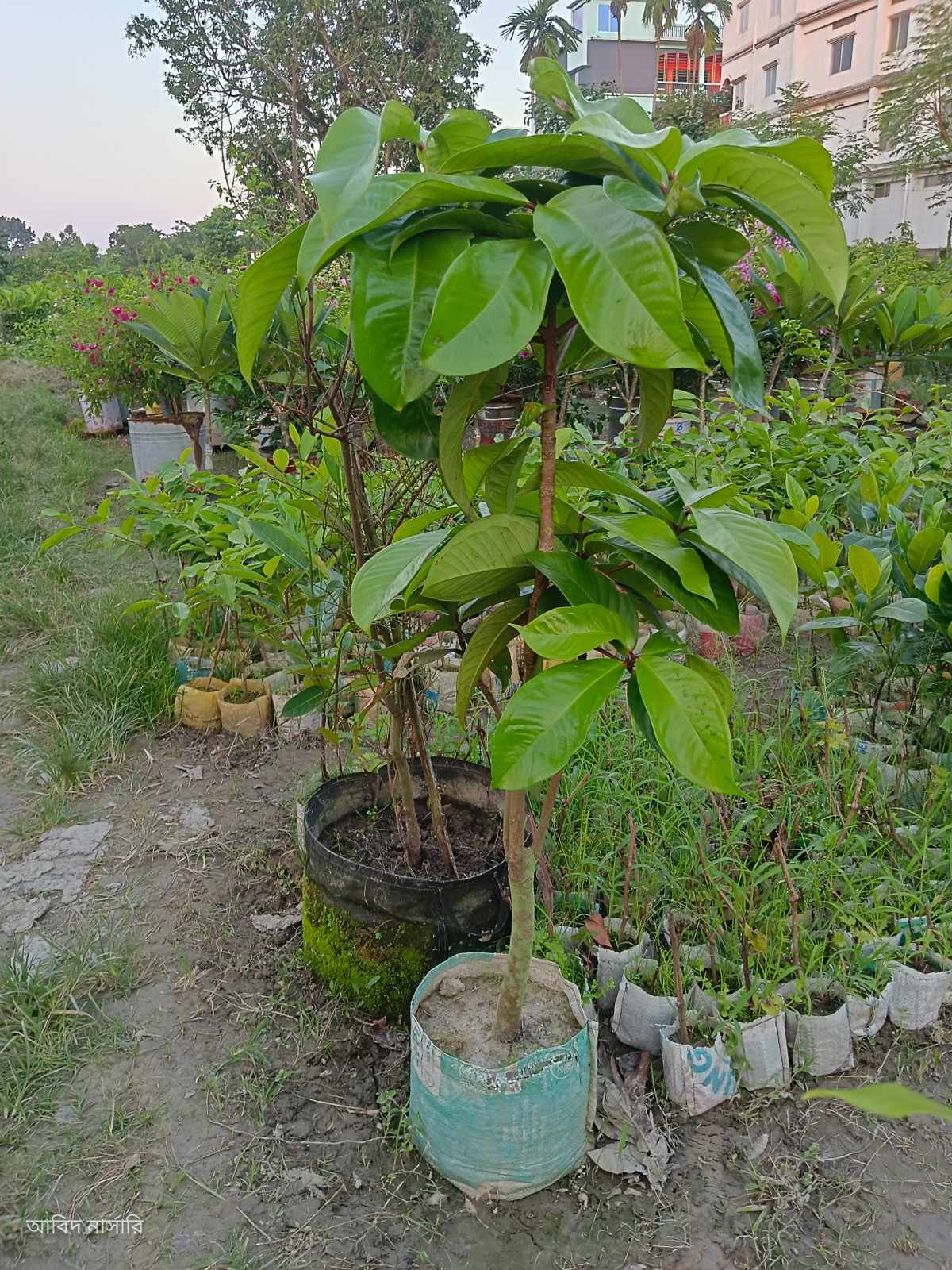 ম্যাঙ্গোস্টিন