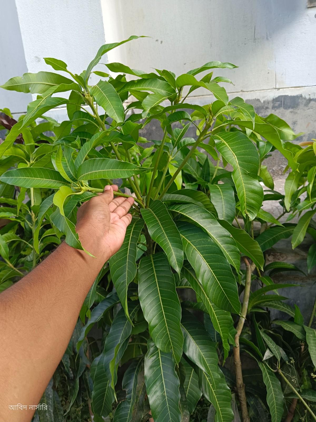 মিয়াজাকি আম