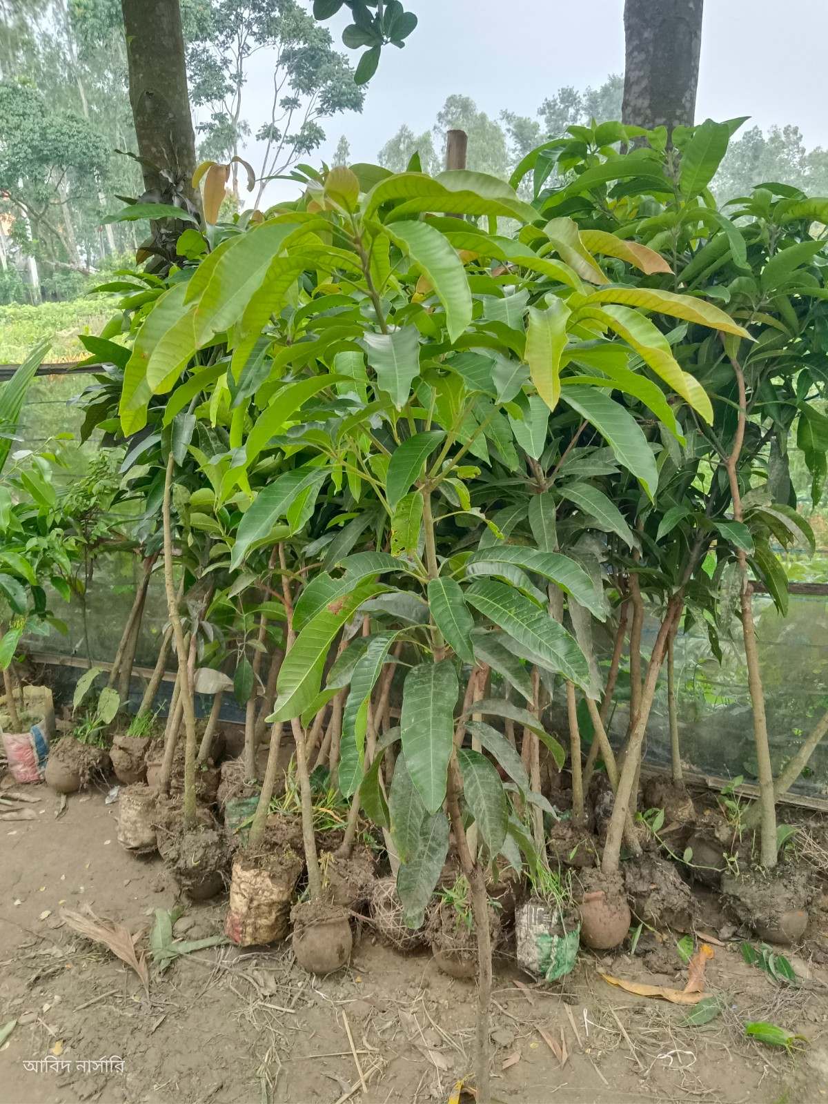 ব্যানানা আম