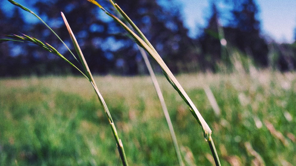 The Grass Isn't Always Greener The Grass Isn't Always Greener