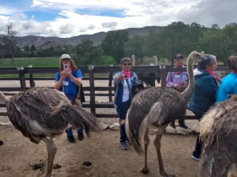 Ostrich Farm Guided Visit