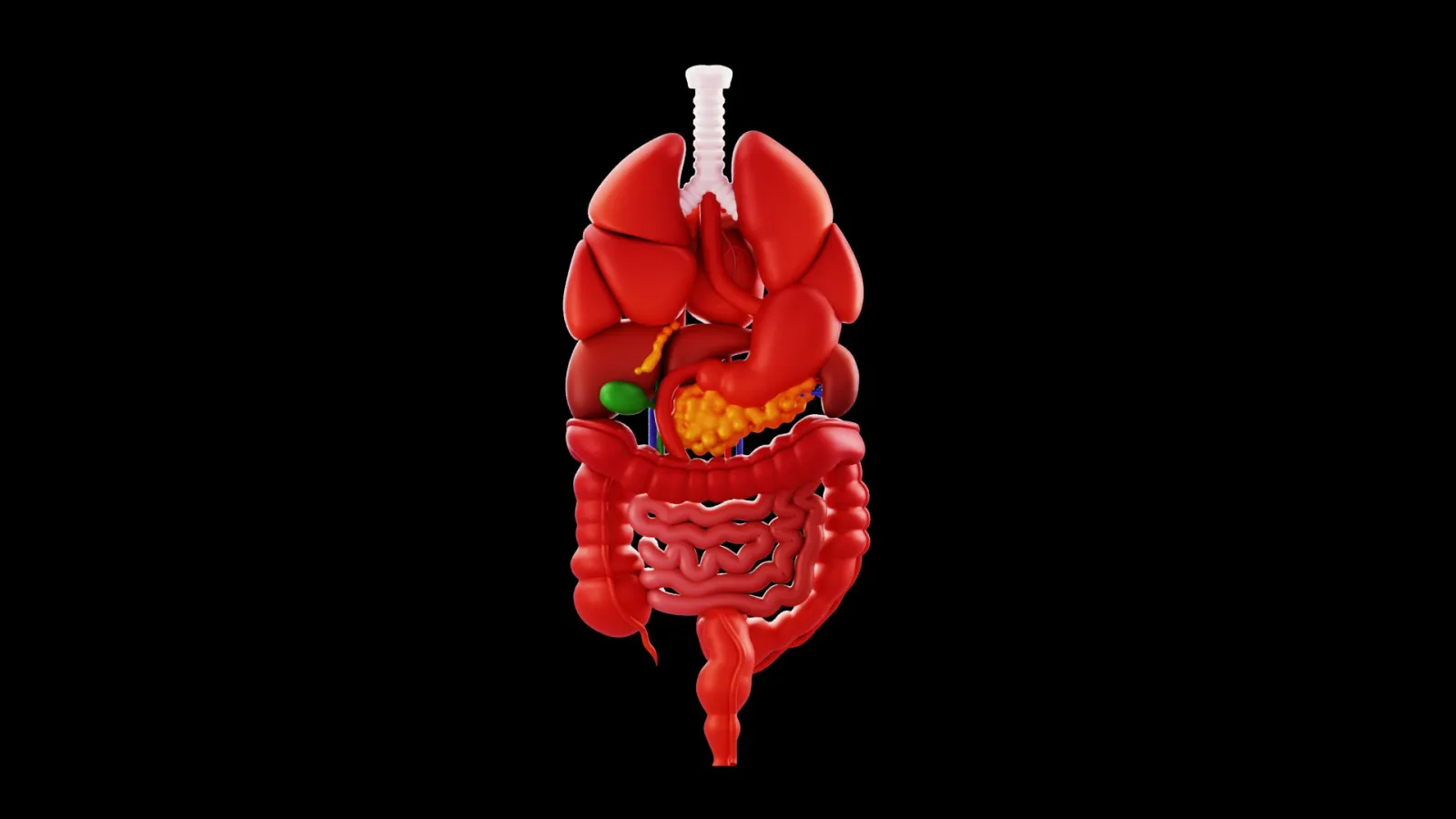 Human Organs