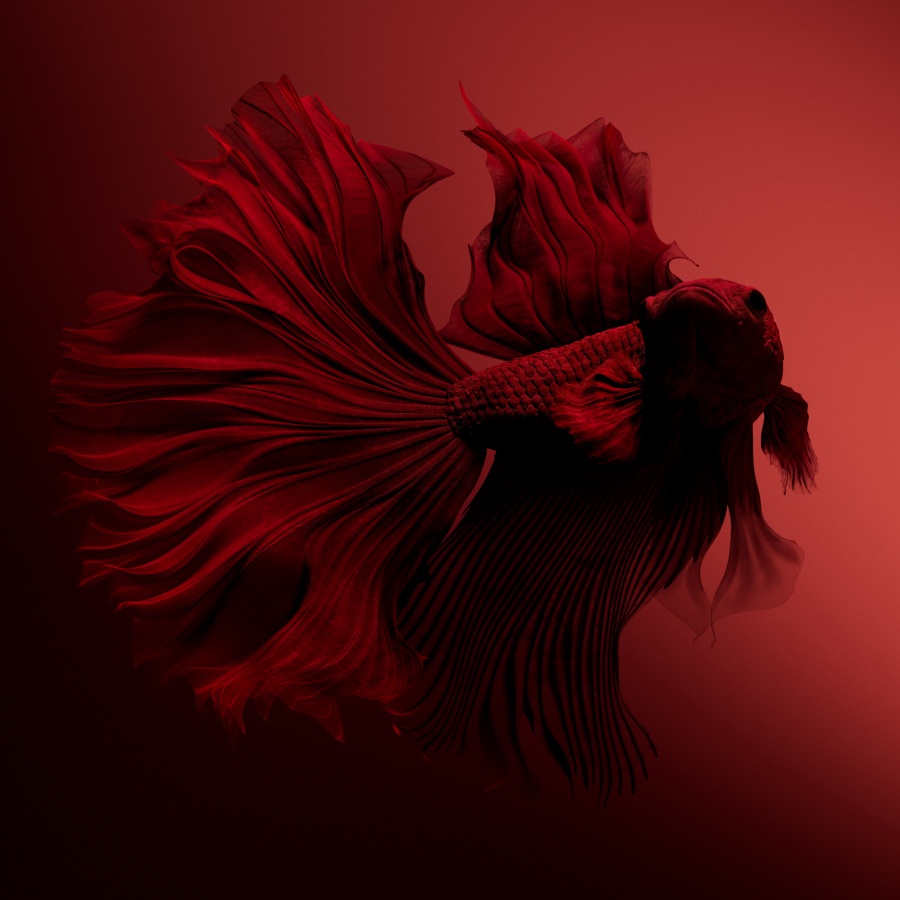 Manor - Betta (10)