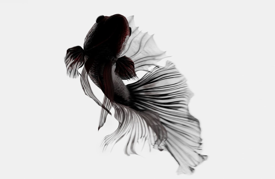Manor - Betta (3)