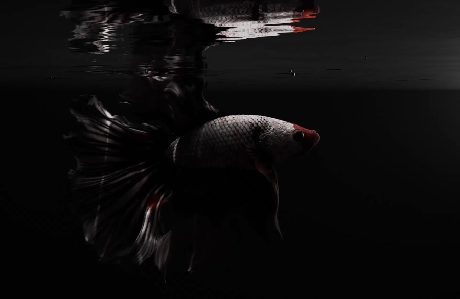 Manor - BETTA (1)