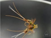 Arctic F. Frances Olive Treble #8