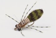 RS DRAGON FLY NYMPH