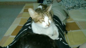 Smokey sleeping on me Smokey sleeping on me