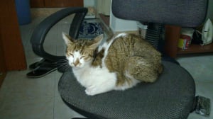 Smokey's bed on the computer chair Smokey's bed on the computer chair