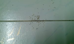 Ants everywhere Ants everywhere