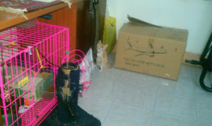 Hoshi playing next to his box, he loves that box Hoshi playing next to his box, he loves that box