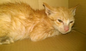 Hoshi - American Shorthar Cat in Vietnam Hoshi - American Shorthar Cat in Vietnam