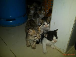 Saigon Kittens for Adoption Saigon Kittens for Adoption