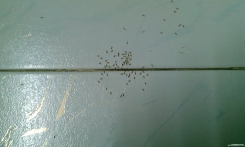 Ants everywhere in Saigon