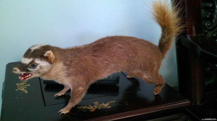Vietnamese stuffed weasel