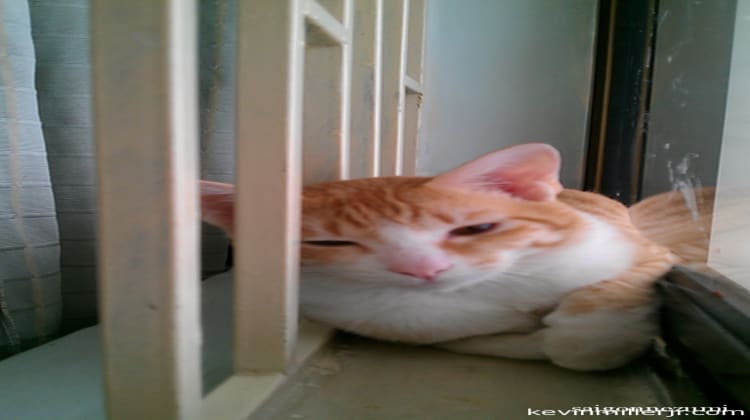 Hoshi being bored on the barred window sill
