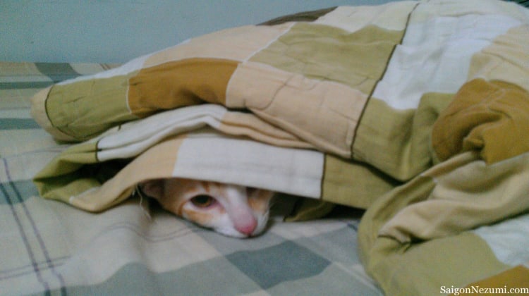 Hoshi under the covers