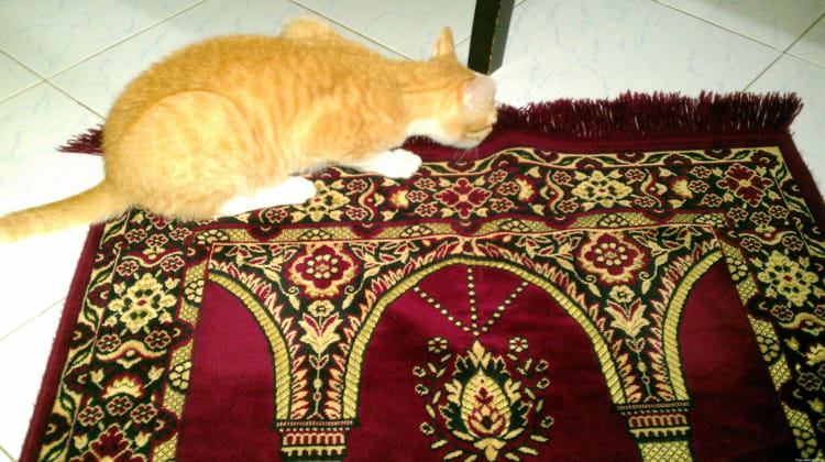 Hoshi on prayer rug