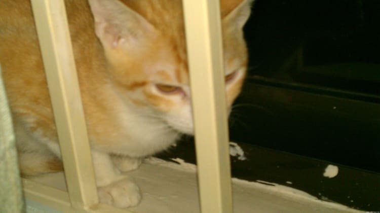 Hoshi on the window sill